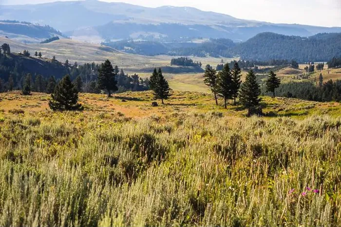 Framed Print : Expansive meadow with scattered trees and rolling hills in Yellowstone