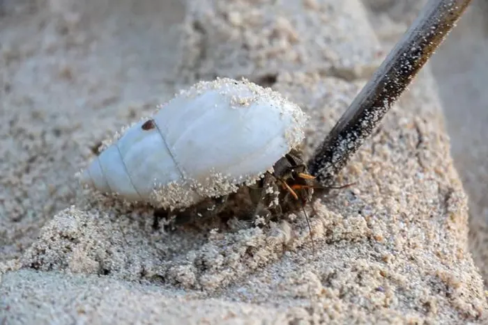 Framed Print : Exploring a coastal habitat with crabs and a hermit crab on the sand Framed Print : Exploring a coastal habitat with crabs and a hermit crab on the sand