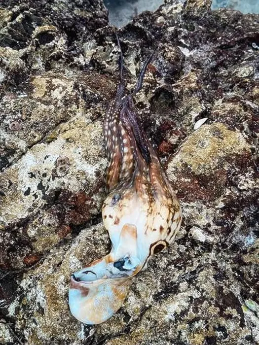 Framed Print : Exploring the unique coastal landscape of Socotra Island, an octopus rests on the rocky shoreline during low tide Framed Print : Exploring the unique coastal landscape of Socotra Island, an octopus rests on the rocky shoreline during low tide