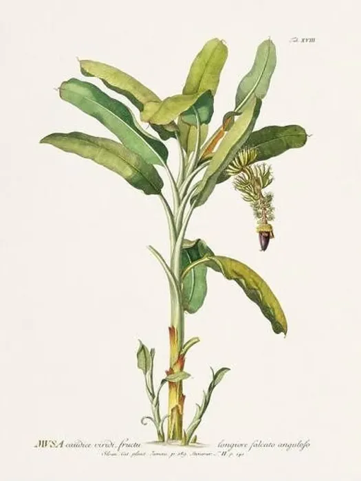 Framed Print : Exquisite 18th-century botanical illustration painted by George Dionysius Ehret Framed Print : Exquisite 18th-century botanical illustration painted by George Dionysius Ehret