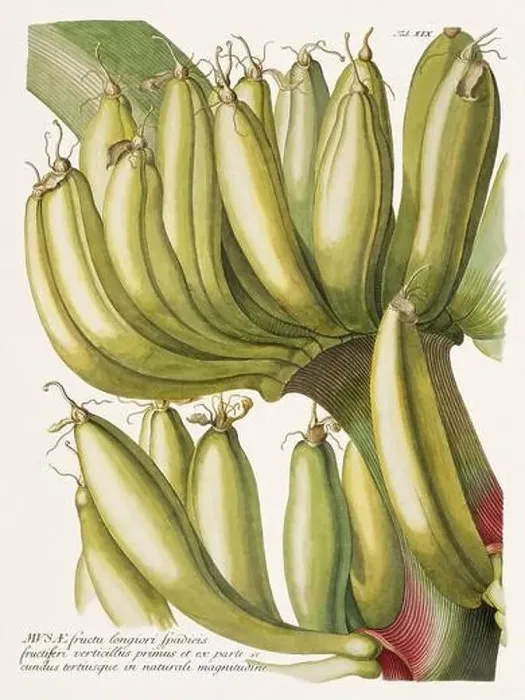 Framed Print : Exquisite 18th-century botanical illustration painted by George Dionysius Ehret Framed Print : Exquisite 18th-century botanical illustration painted by George Dionysius Ehret