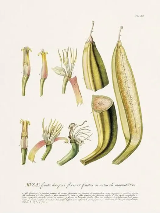 Framed Print : Exquisite 18th-century botanical illustration painted by George Dionysius Ehret