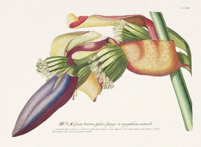 Framed Print : Exquisite 18th-century botanical illustration painted by George Dionysius Ehret Framed Print : Exquisite 18th-century botanical illustration painted by George Dionysius Ehret