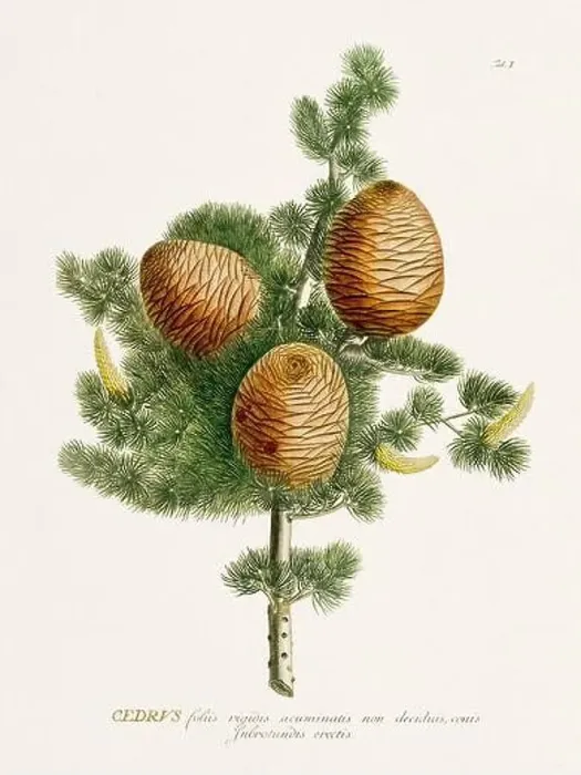 Framed Print : Exquisite 18th-century botanical illustration painted by George Dionysius Ehret Framed Print : Exquisite 18th-century botanical illustration painted by George Dionysius Ehret
