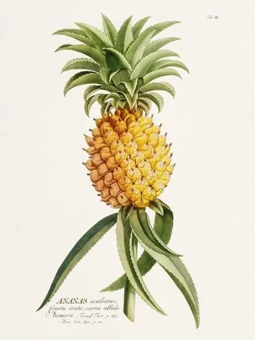 Framed Print : Exquisite 18th-century botanical illustration painted by George Dionysius Ehret Framed Print : Exquisite 18th-century botanical illustration painted by George Dionysius Ehret