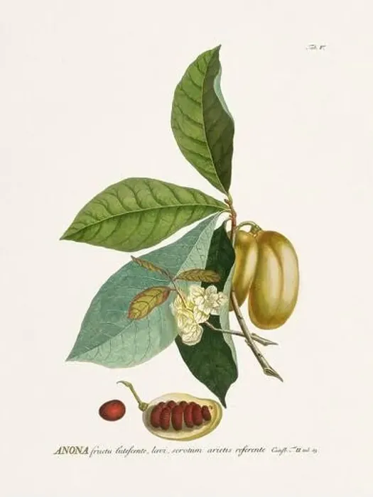 Framed Print : Exquisite 18th-century botanical illustration painted by George Dionysius Ehret Framed Print : Exquisite 18th-century botanical illustration painted by George Dionysius Ehret