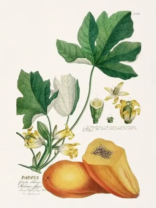 Framed Print : Exquisite 18th-century botanical illustration painted by George Dionysius Ehret Framed Print : Exquisite 18th-century botanical illustration painted by George Dionysius Ehret