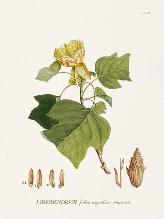 Framed Print : Exquisite 18th-century botanical illustration painted by George Dionysius Ehret Framed Print : Exquisite 18th-century botanical illustration painted by George Dionysius Ehret