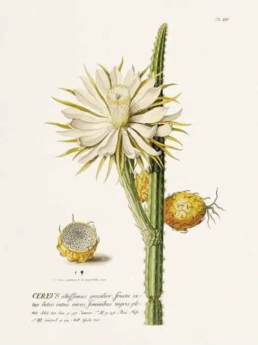 Framed Print : Exquisite 18th-century botanical illustration painted by George Dionysius Ehret Framed Print : Exquisite 18th-century botanical illustration painted by George Dionysius Ehret