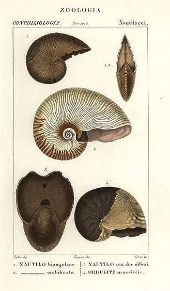 Extinct fossil Nautilus triangularis 1, bellybutton nautilus, Nautilus macromphalus 2, Nautilus bisiphites 3, massive Orbulites shell 4