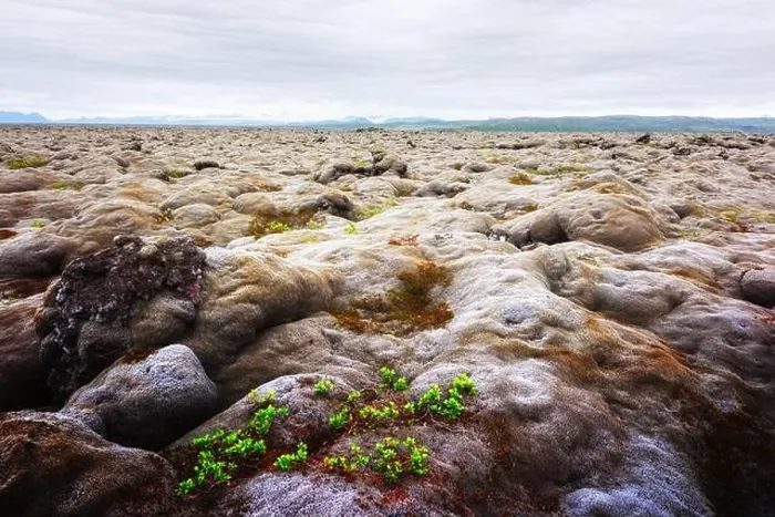 Framed Print : Extraordinary Iceland landscape with lava field covered with brown moss Eldhraun from volcano eruption and cloudy sky Framed Print : Extraordinary Iceland landscape with lava field covered with brown moss Eldhraun from volcano eruption and cloudy sky