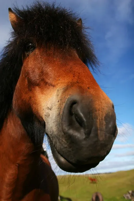Framed Print : extreme closeup of a horse focus on eyes Framed Print : extreme closeup of a horse focus on eyes