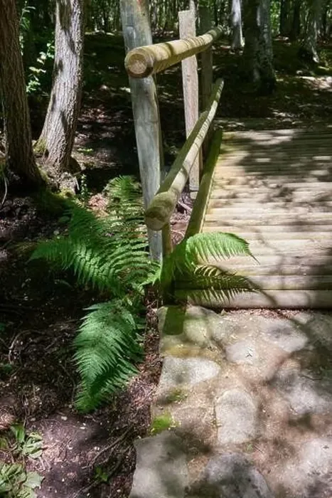 Framed Print : An eye-catching fern that has grown at the foot of a wooden bridge Framed Print : An eye-catching fern that has grown at the foot of a wooden bridge
