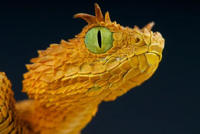 Framed Print : Eyelash bush viper / Atheris ceratophora Framed Print : Eyelash bush viper / Atheris ceratophora