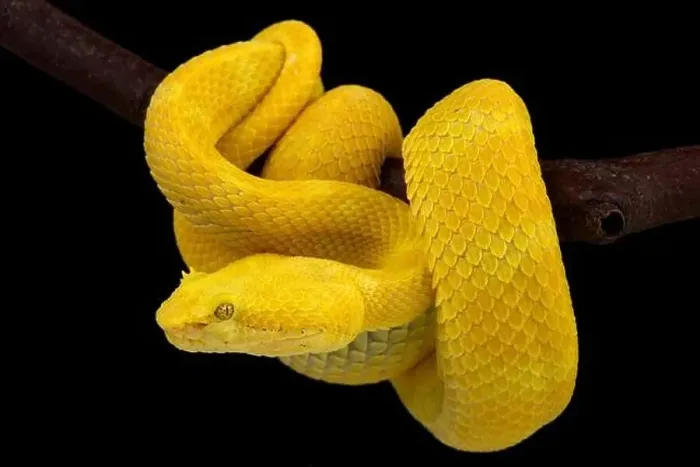 Framed Print : Eyelash viper (Bothriechis schlegelii)