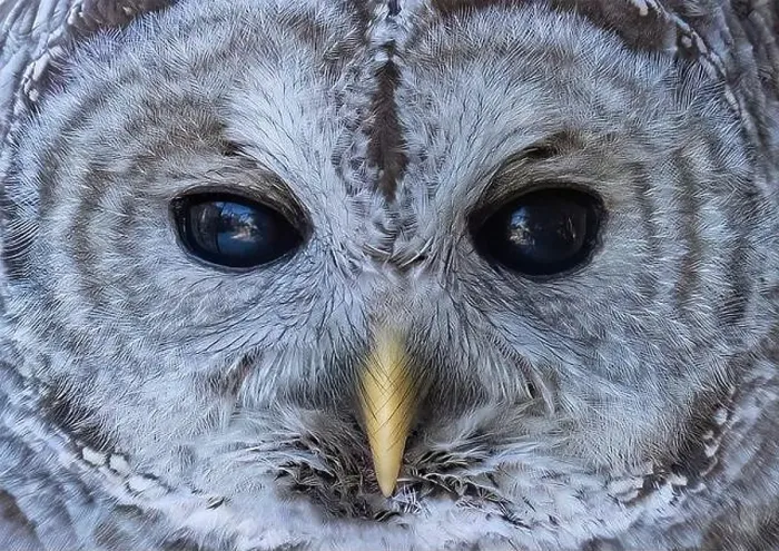 Framed Print : The eyes of a Barred owl (Strix varia) reflect the winter forest in Canada Framed Print : The eyes of a Barred owl (Strix varia) reflect the winter forest in Canada