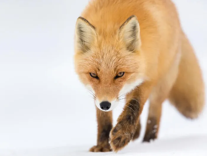 Framed Print : Ezo Red Fox or Vulpes vulpes schrencki in Hokkaido Japan during winter Framed Print : Ezo Red Fox or Vulpes vulpes schrencki in Hokkaido Japan during winter