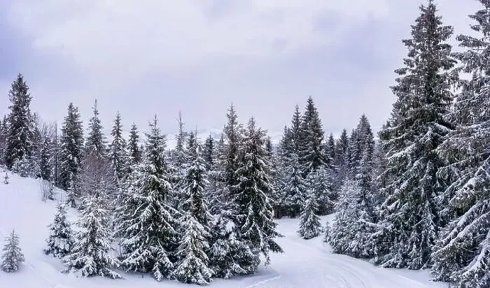 Framed Print : Fabulous snow-covered panorama of spruce trees Framed Print : Fabulous snow-covered panorama of spruce trees