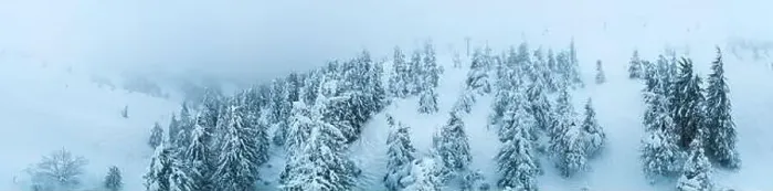 Framed Print : Fabulous snow-covered panorama of spruce trees growing on the mountain slopes in winter in cloudy foggy weather Framed Print : Fabulous snow-covered panorama of spruce trees growing on the mountain slopes in winter in cloudy foggy weather