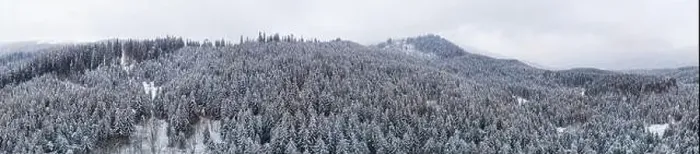 Framed Print : Fabulous snow-covered panorama of spruce trees growing on the mountain slopes in winter in cloudy foggy weather Framed Print : Fabulous snow-covered panorama of spruce trees growing on the mountain slopes in winter in cloudy foggy weather