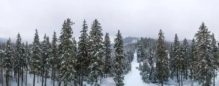 Framed Print : Fabulous snow-covered panorama of spruce trees growing on the mountain slopes in winter in cloudy foggy weather Framed Print : Fabulous snow-covered panorama of spruce trees growing on the mountain slopes in winter in cloudy foggy weather