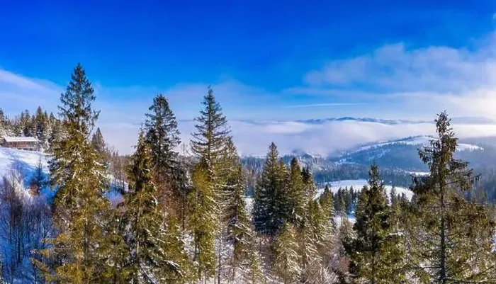 Framed Print : Fabulous snow-covered panorama of spruce trees growing on the mountain slopes in winter in cloudy foggy weather