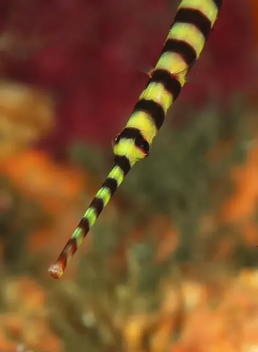 Framed Print : Face portrait of a yellowbanded pipefish (Dunckerocampus pessuliferus) Framed Print : Face portrait of a yellowbanded pipefish (Dunckerocampus pessuliferus)