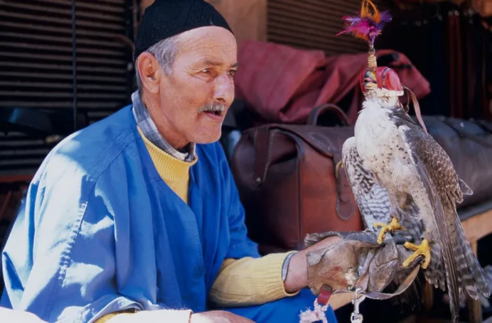 Framed Print : Falcon Trainer Marrakesh Morocco North Africa Framed Print : Falcon Trainer Marrakesh Morocco North Africa
