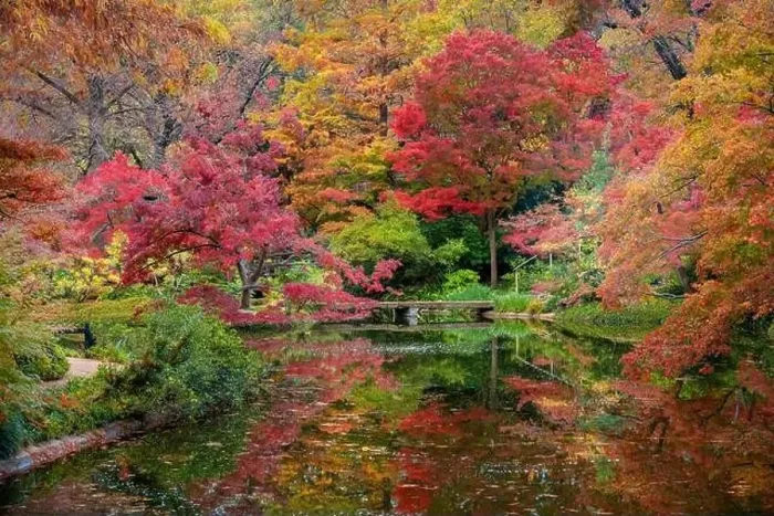 Framed Print : Fall Foliage in the Japanese Garden Framed Print : Fall Foliage in the Japanese Garden