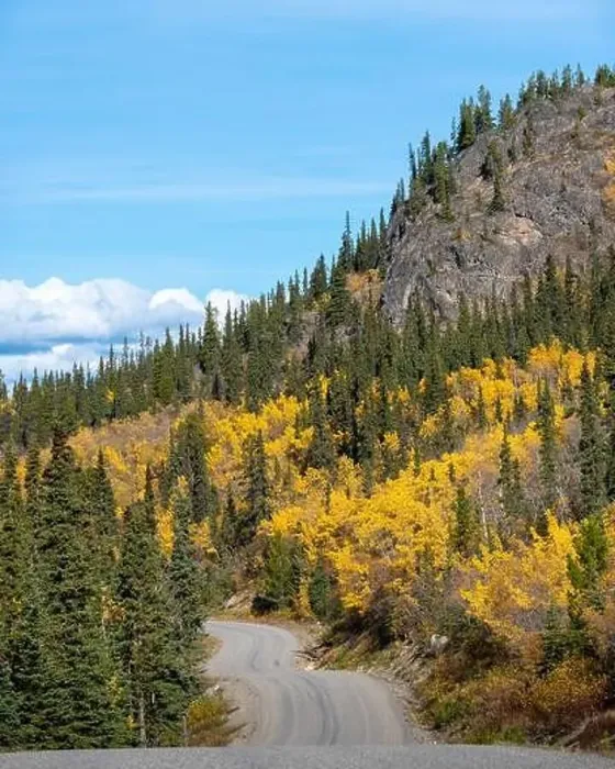 Framed Print : Fall in northern British Columbia is full of bright yellow tones. Taken outside of Atlin in autumn, September Framed Print : Fall in northern British Columbia is full of bright yellow tones. Taken outside of Atlin in autumn, September