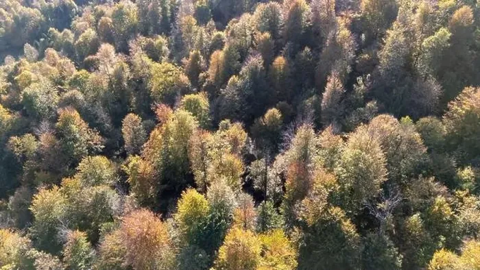 Framed Print : Fall season forest from above Framed Print : Fall season forest from above
