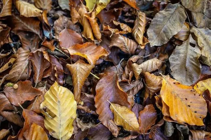 Framed Print : Fall season forest leaves. Close up shot
