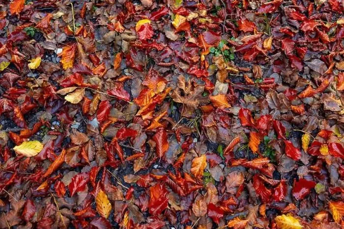 Framed Print : Fall season forest leaves on the ground