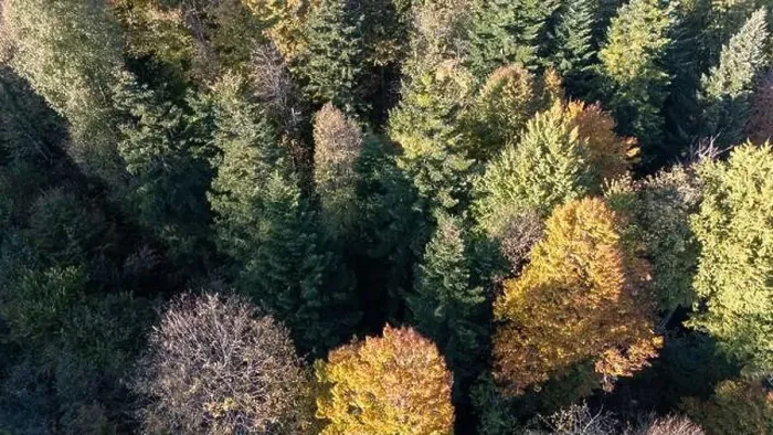 Framed Print : Fall season forest trees from right above Framed Print : Fall season forest trees from right above