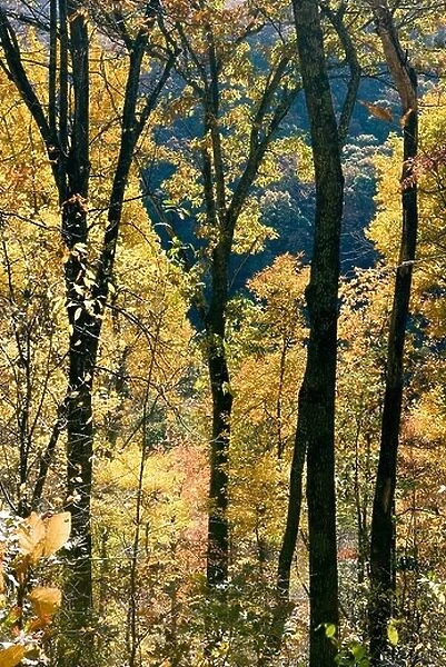 Fall Tree Patterns - Blue Ridge Parkway, near Asheville, North Carolina USA