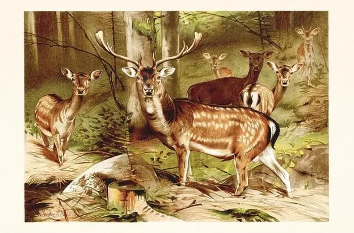 Framed Print : Fallow Deer. Antique book illustration by Brehm, Alfred Edmund, 1829-1884 Framed Print : Fallow Deer. Antique book illustration by Brehm, Alfred Edmund, 1829-1884