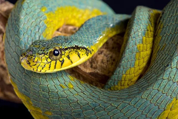 Framed Print : The False palmviper (Xenodon werneri) is a rarely seen viper (Bothrops bilineatus) Framed Print : The False palmviper (Xenodon werneri) is a rarely seen viper (Bothrops bilineatus)