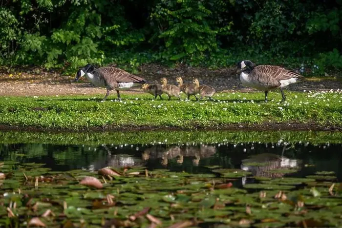 Framed Print : Family of Canada Geese walking by a pond. Two adult birds and four goslings. Canada goose (Branta canadensis), Kent, UK Framed Print : Family of Canada Geese walking by a pond. Two adult birds and four goslings. Canada goose (Branta canadensis), Kent, UK