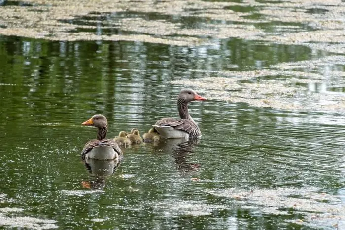Framed Print : A family of geese swimming with their chicks on the pond Framed Print : A family of geese swimming with their chicks on the pond