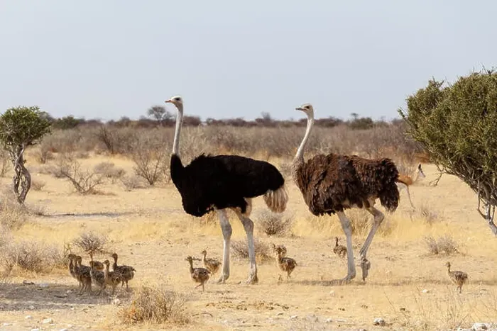 Framed Print : Family of Ostrich with chickens, Struthio camelus, in Namibia