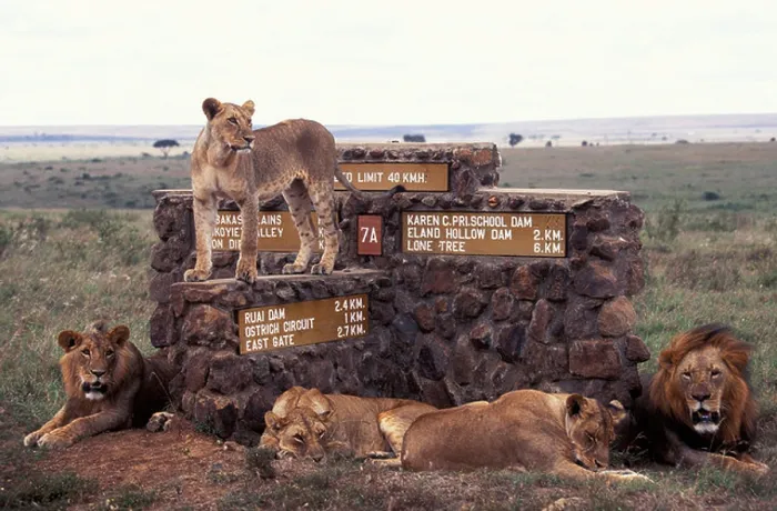 Framed Print : Family pride of African Lions resting on top of a sign post in Nairobi National Park Kenya Framed Print : Family pride of African Lions resting on top of a sign post in Nairobi National Park Kenya