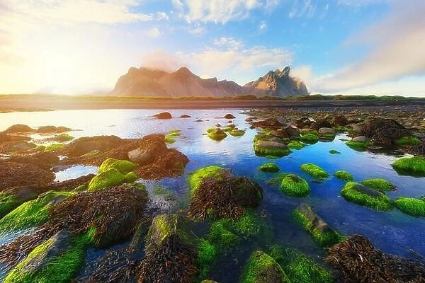 Famous Stokksnes mountains and green water-plants, Iceland