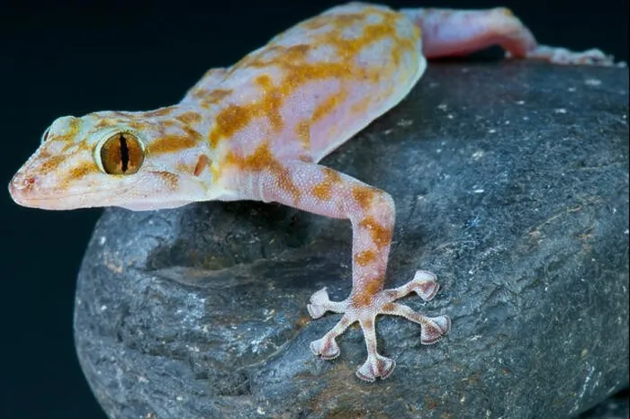 Framed Print : Fan-fingered gecko (Ptyodactylus ragazzi) Framed Print : Fan-fingered gecko (Ptyodactylus ragazzi)