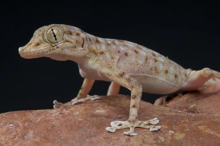 Framed Print : Fan footed gecko  /  Ptyodactylus hasselquisti