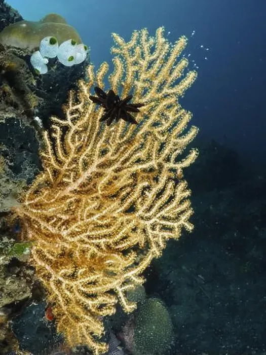 Framed Print : Fan-shaped Yellow gorgonian (Echinogorgia) in dark underwater world Framed Print : Fan-shaped Yellow gorgonian (Echinogorgia) in dark underwater world