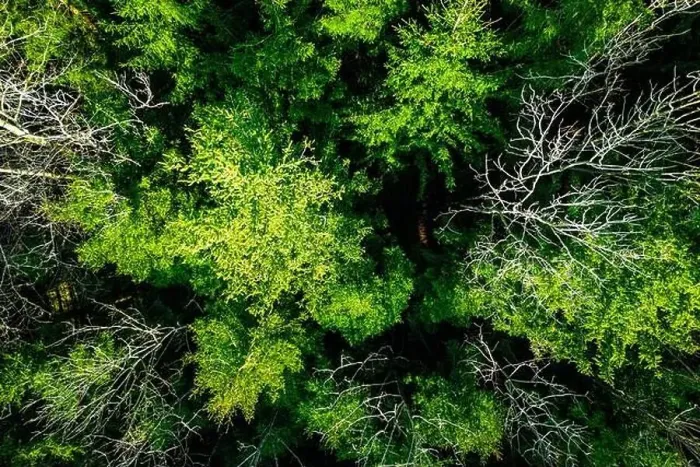 Framed Print : Fantastic drone view of coniferous and deciduous trees in a mixed forest in very early spring Framed Print : Fantastic drone view of coniferous and deciduous trees in a mixed forest in very early spring