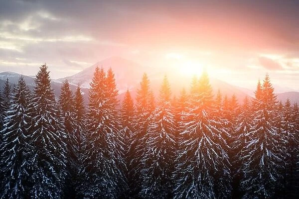 Fantastic landscape with snowy mountains and trees. Carpathians, Ukraine, Europe