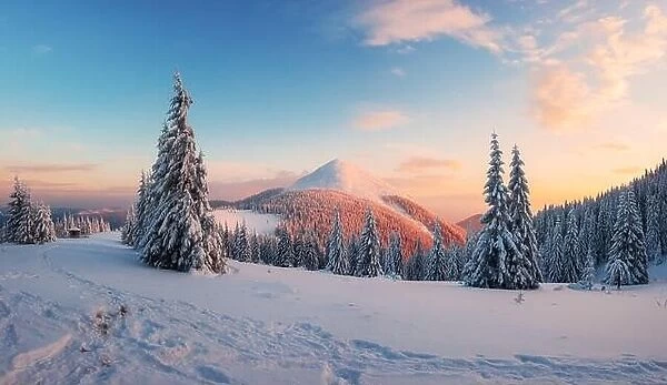 Fantastic winter landscape in snowy mountains glowing by morning sunlight. Dramatic wintry scene with frozen snowy trees at sunrise