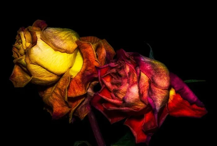 Framed Print : Fantasy portrait of an aged golden red rose couple