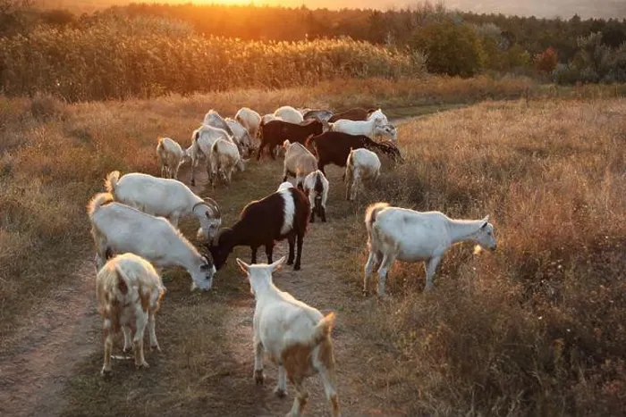 Framed Print : Farm animals. Goats on dirt road near pasture in evening